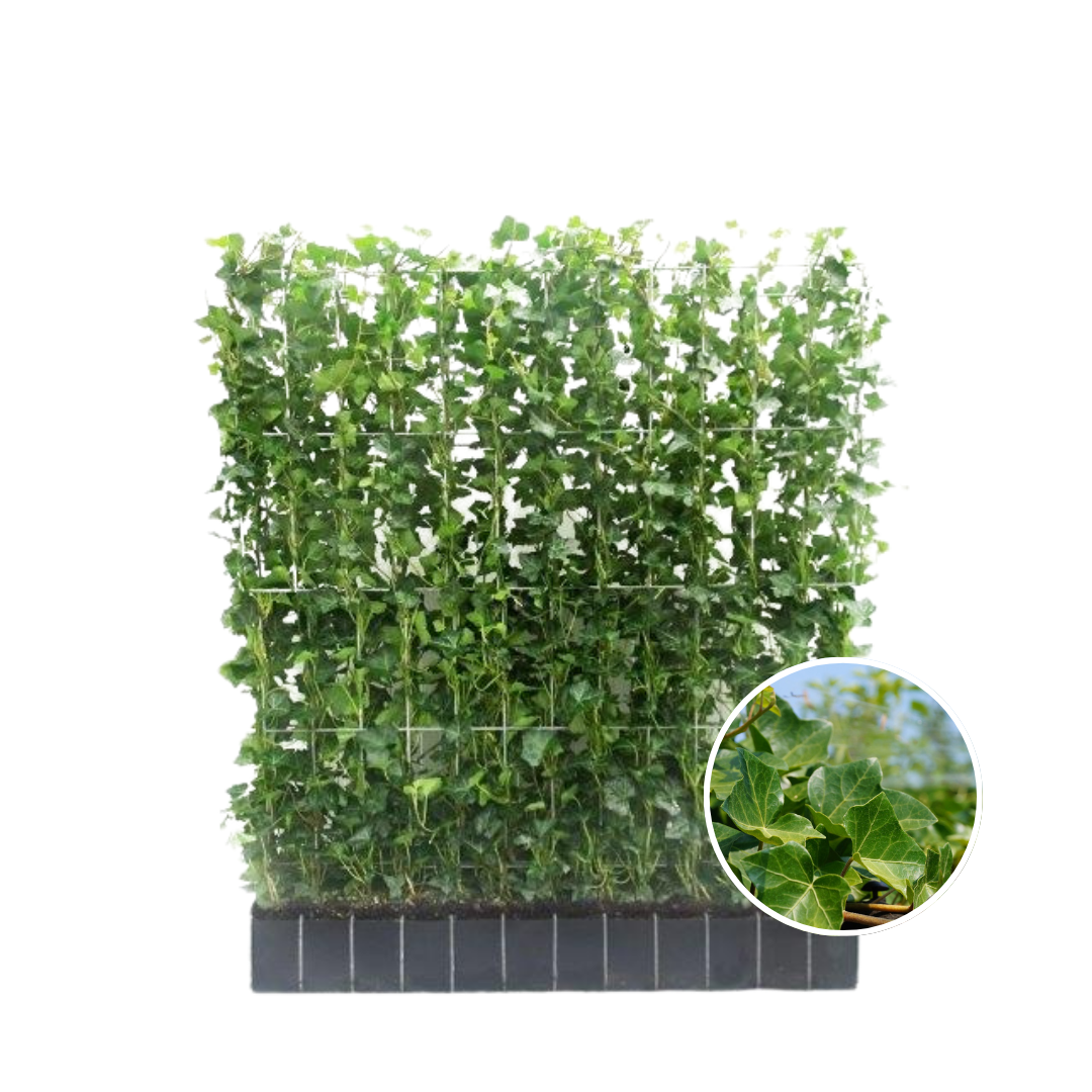 Hedera hibernica (klimop) – Ø120 cm, 120 × 120 cm