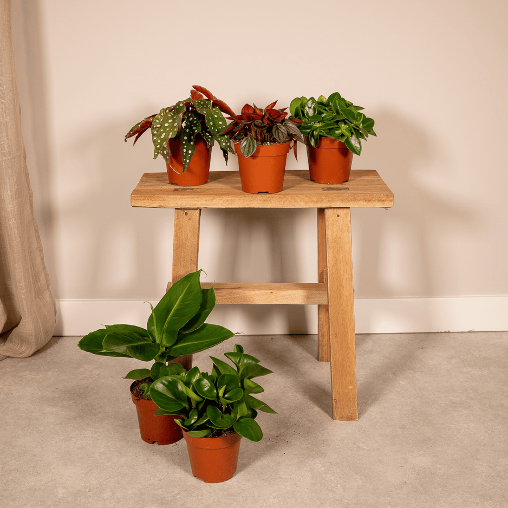 Coffret surprise de plantes d’intérieur – Ø 12 cm, 25 cm de haut