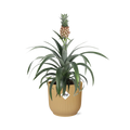Ananas Mi Amigo in ELHO Vibes Fold 14cm geel (ananasplant) – 40 cm hoog