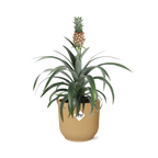 Ananas Mi Amigo in ELHO Vibes Fold 14cm geel (ananasplant) – 40 cm hoog