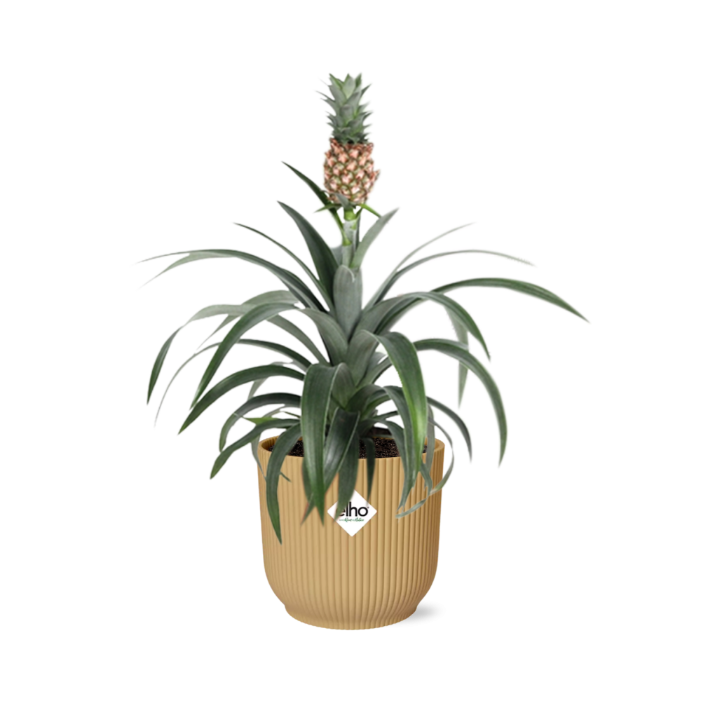 Ananas Mi Amigo in ELHO Vibes Fold 14cm geel (ananasplant) – 40 cm hoog