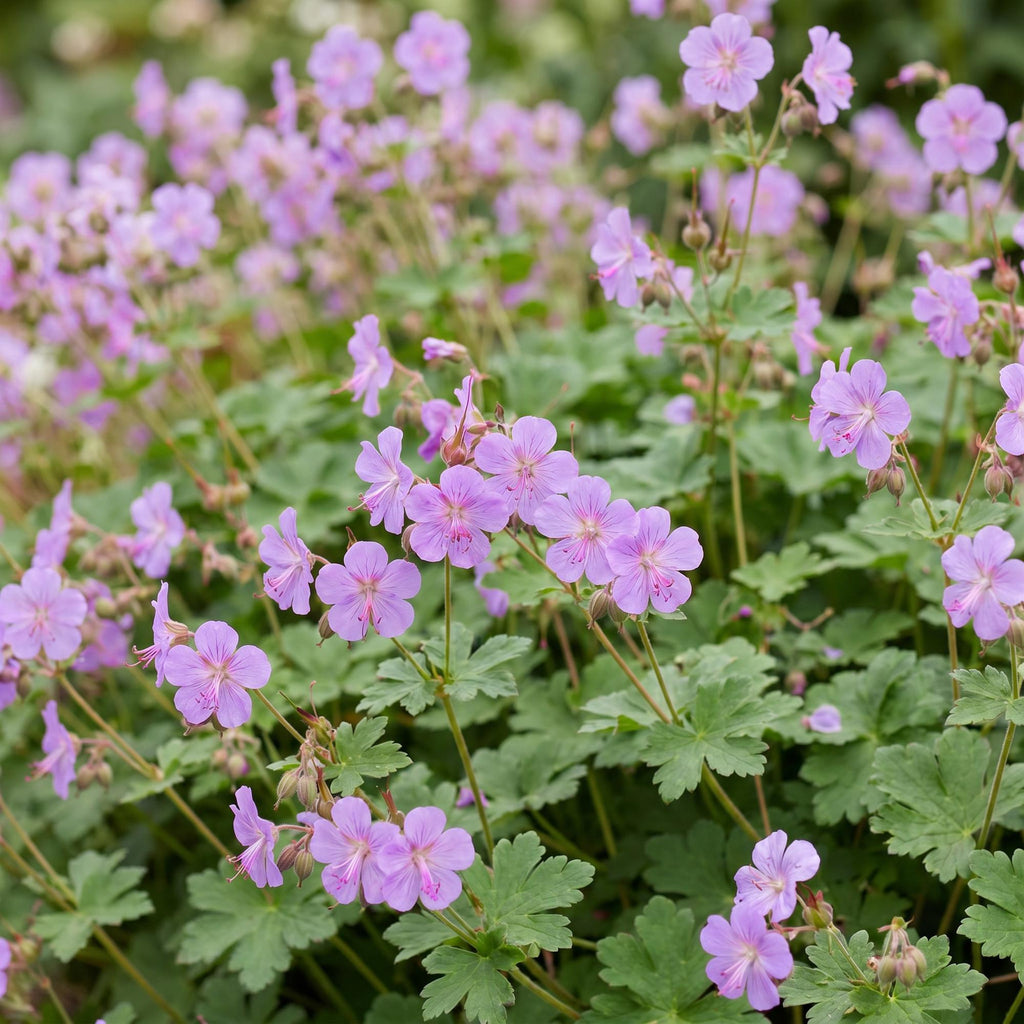 Géranium cantabrigiense 'Cambridge' (griffe de sorcière) – rose clair – 6 plantes, Ø11 cm, 15–25 cm de haut – photo 5