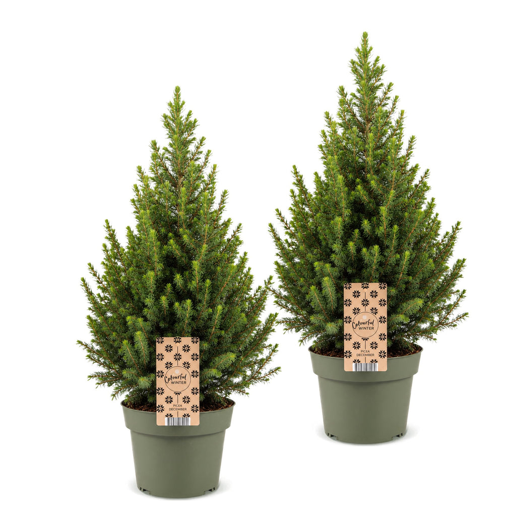 2× Picea glauca Conica (juletræ) – Ø19 cm, 65 cm høj