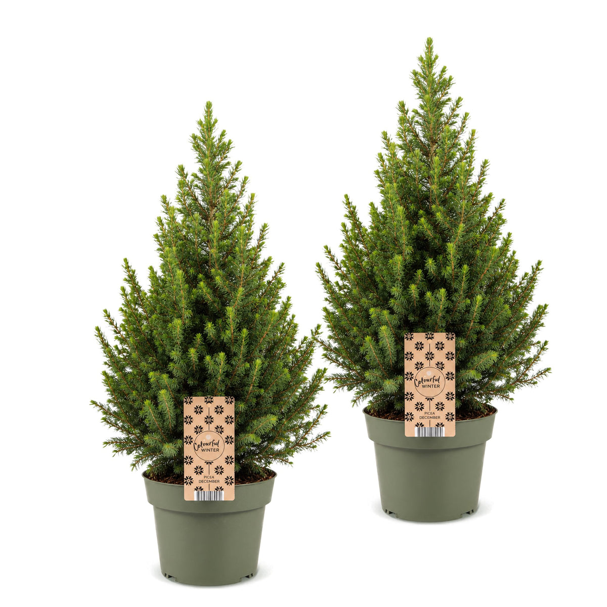 2× Picea glauca Conica (juletræ) – Ø19 cm, 65 cm høj