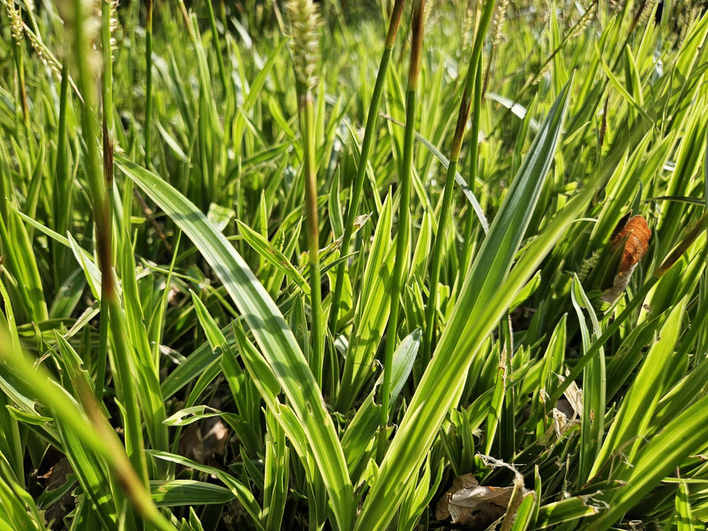 Carex morrowii 'Aureovariegata' (Segge) – 48 Pflanzen, Ø9 cm, 10–25 cm hoch – Bild 6