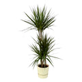 Dracaena marginata (arbre au dragon) dans pot décoratif rond Greenville blanc – Ø21 cm, 120 cm de haut