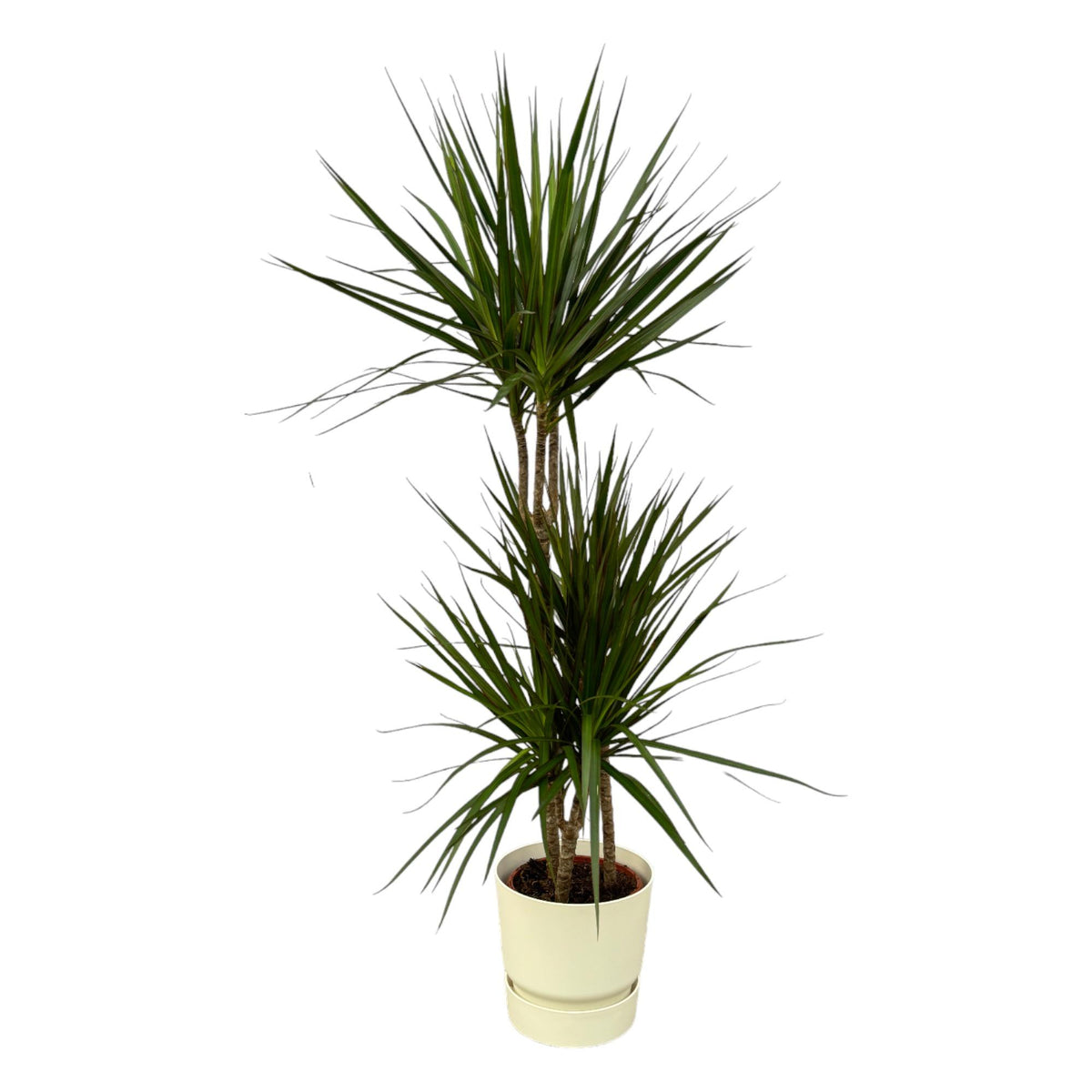 Dracaena marginata (Drachenbaum) in weißem Greenville Round-Dekotopf – Ø 21 cm, 120 cm hoch