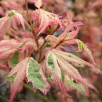 Acer palmatum 'Iyoshi' (Japanese maple) – pink – 2 plants, Ø19 cm, 70 cm high