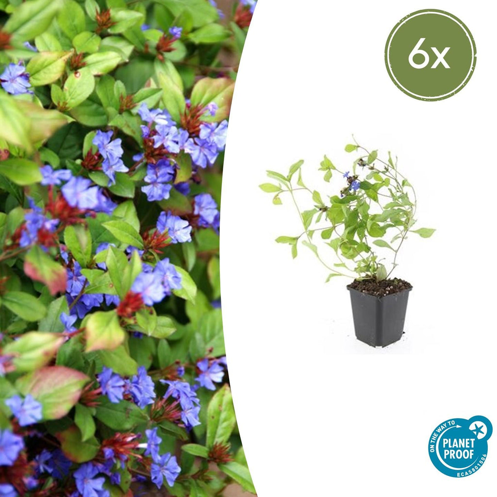 Ceratostigma plumbaginoides (leadwort) – 6 plants, Ø9 cm, 10–25 cm high – photo 2