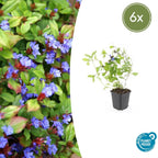 Ceratostigma plumbaginoides (leadwort) – 6 plants, Ø9 cm, 10–25 cm high