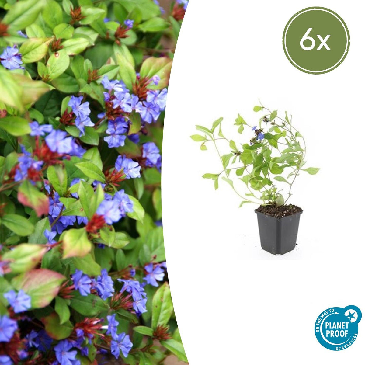 Ceratostigma plumbaginoides (loodkruid) – 6 planten, Ø9 cm, 10–25 cm hoog