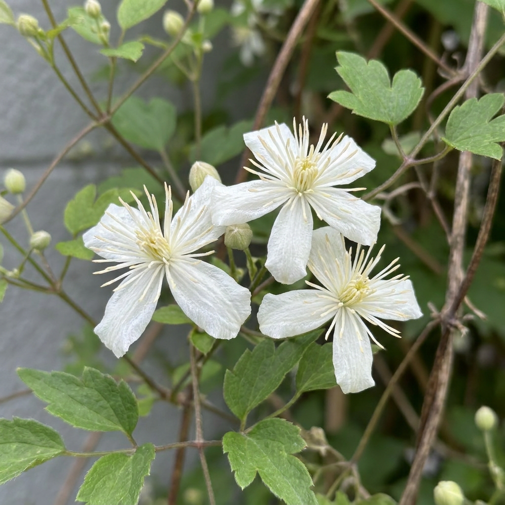 Clematis vitalba (Waldrebe) – weiß – 4 Pflanzen, Ø 9 cm, 35 cm hoch