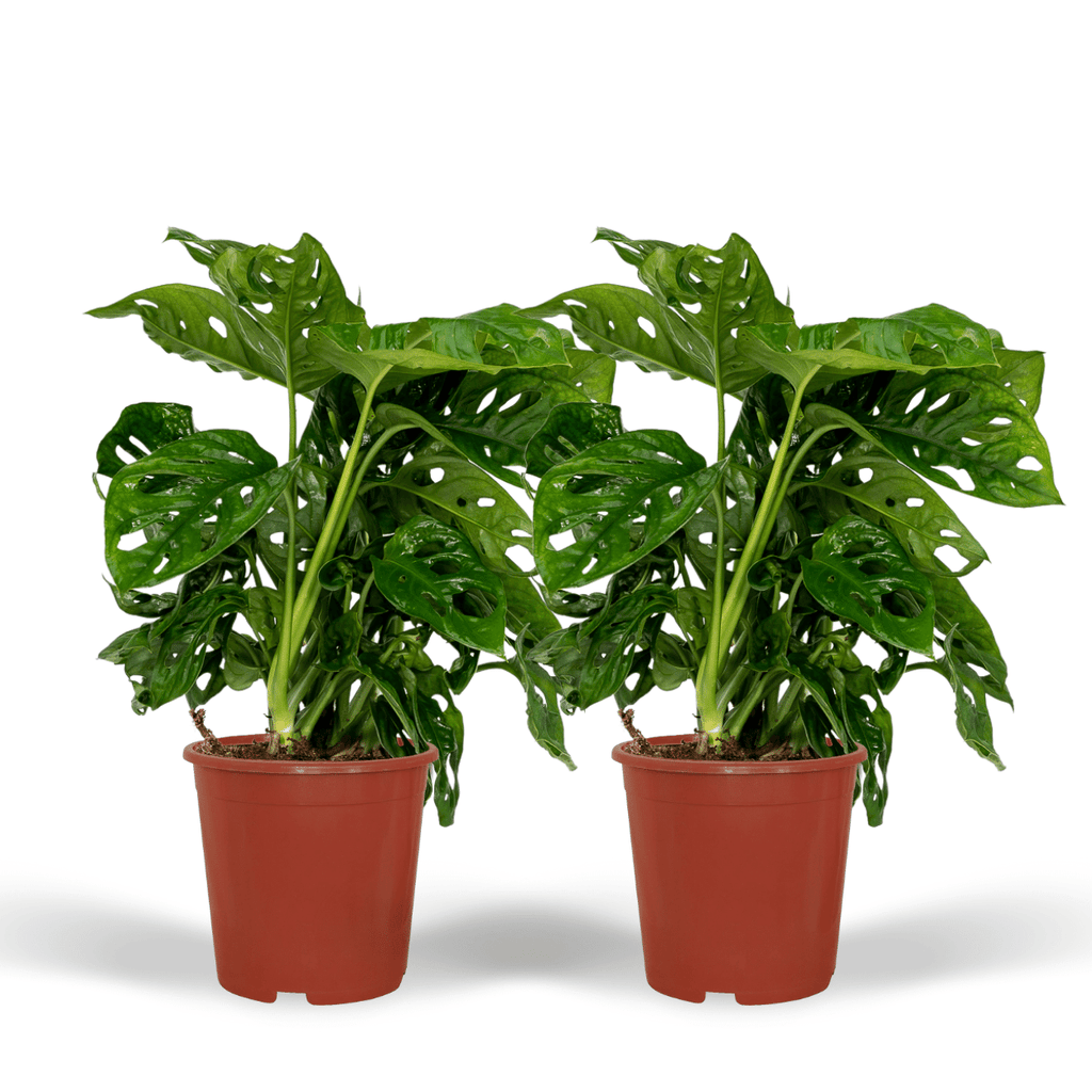 2× Monstera Monkey Leaf (plante percée) – Ø12 cm, 30 cm de haut