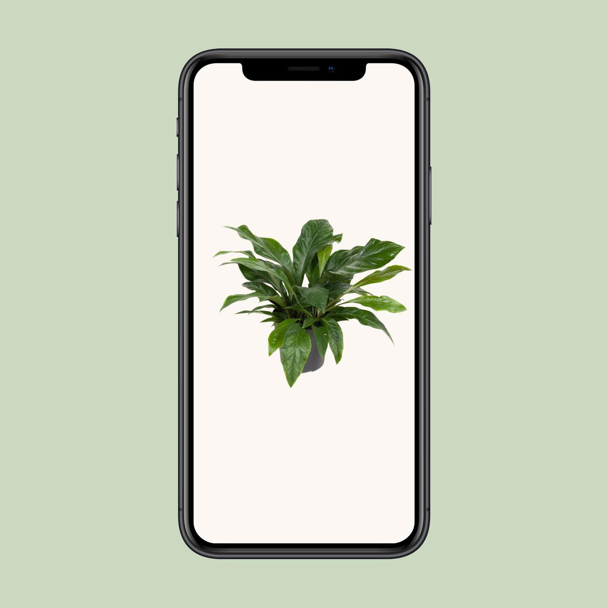 Anthurium Jungle Bush (flamingoplante) – Ø30 cm, 70 cm høj