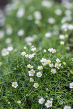 Sagina subulata (pearlfire) – 60 plants, Ø9 cm, 10–25 cm high