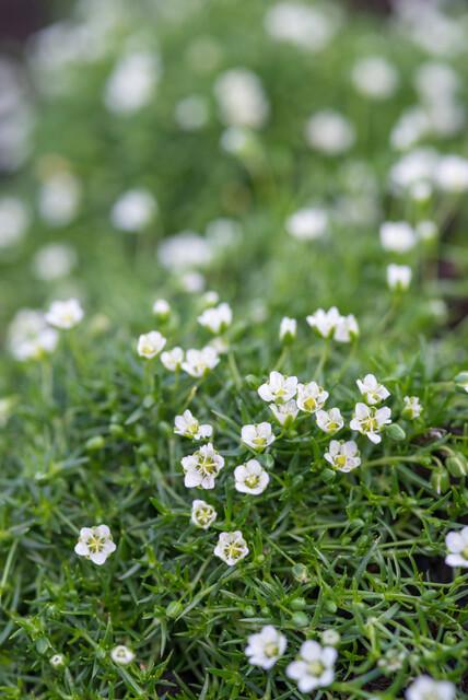Sagina subulata (pearlfire) – 60 plants, Ø9 cm, 10–25 cm high – photo 5