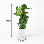 Monstera deliciosa (Fensterblatt) im weißen Übertopf – Ø 19 cm, 90 cm hoch