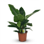 Philodendron Imperial Green – Ø19 cm, 65 cm high