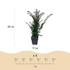 Taxus baccata – 6 Pflanzen, Ø 17 cm, 60 cm hoch