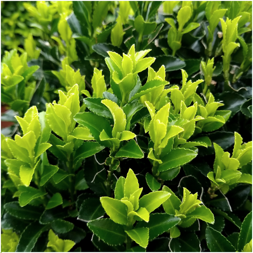 Euonymus 'Green Spire' (burning bush) – 12 plants, Ø7 cm, 15 cm high – art. 37806 – photo 3