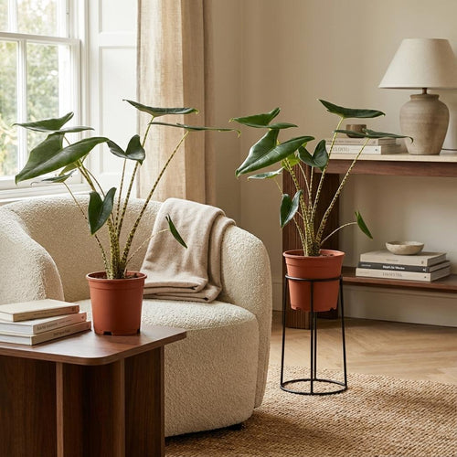 2× Alocasia zebrina (oreille d’éléphant) – Ø21 cm, 70–75 cm de haut