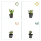 Lavandula angustifolia 'Munstead' (lavendel) – 12 planten, Ø9 cm, 10–25 cm hoog