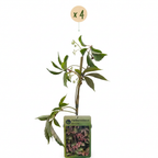 Parthenocissus henryana (vigne vierge chinoise) – 4 plants, Ø9 cm, 35 cm de haut