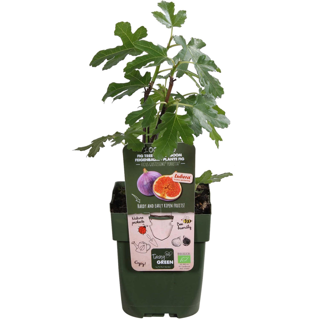 Ficus 'Gustissimo Perretta' (fig tree) – Ø13 cm, 30 cm high – photo 2