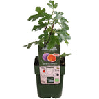 Ficus 'Gustissimo Perretta' (fig tree) – Ø13 cm, 30 cm high