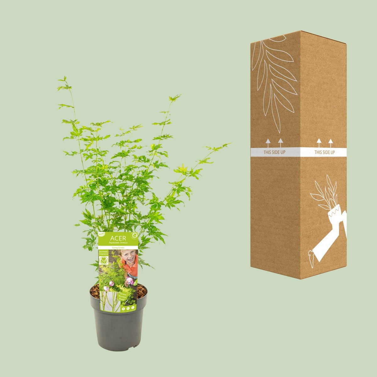 Acer palmatum 'Going Green' (Japanse esdoorn) – Ø19 cm, 50 cm hoog