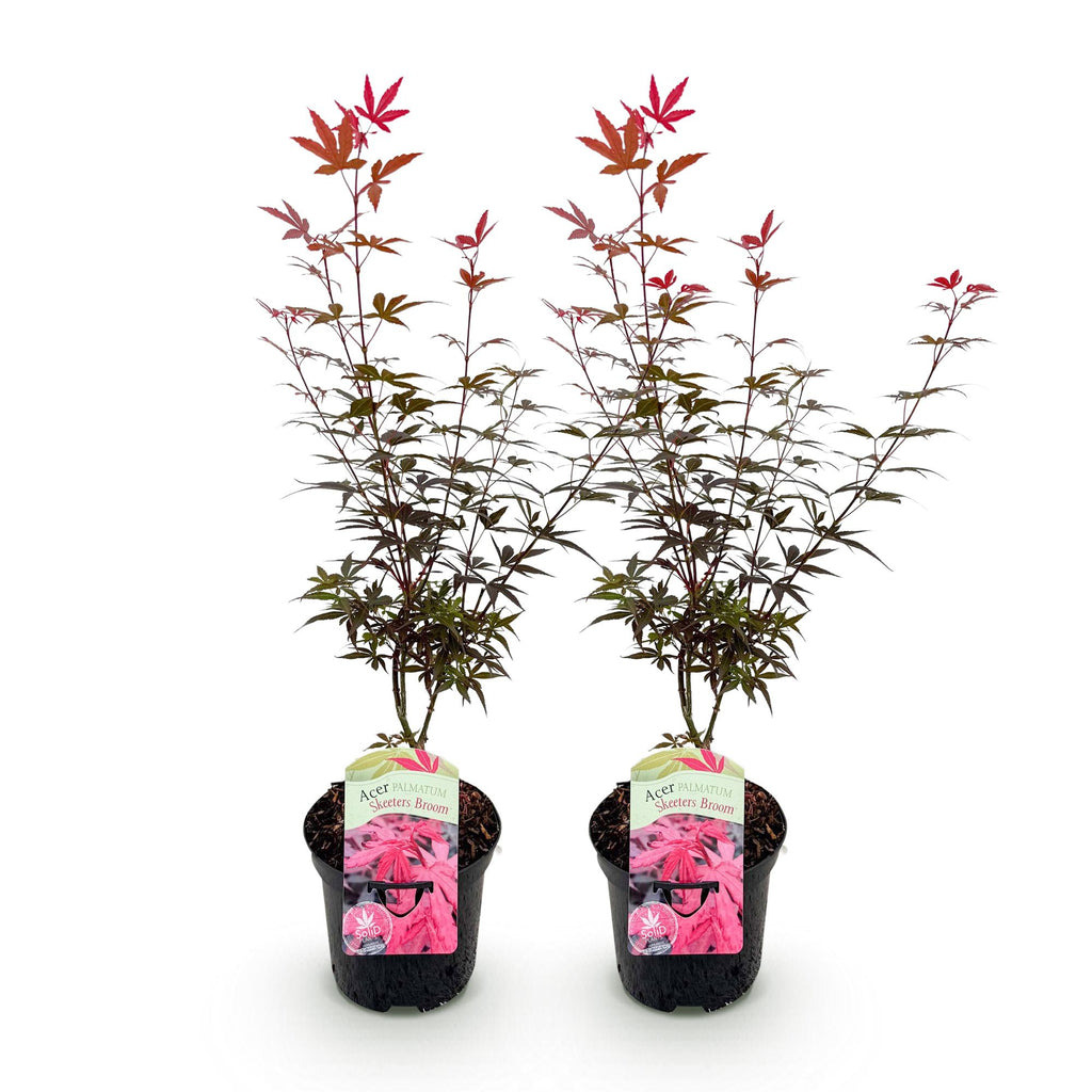 Acer palmatum 'Skeetsers Broom' (Japanischer Ahorn) – violett – 2 Pflanzen, Ø 19 cm, 70 cm hoch – Bild 2