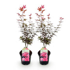 Acer palmatum 'Skeetsers Broom' (Japanischer Ahorn) – violett – 2 Pflanzen, Ø 19 cm, 70 cm hoch
