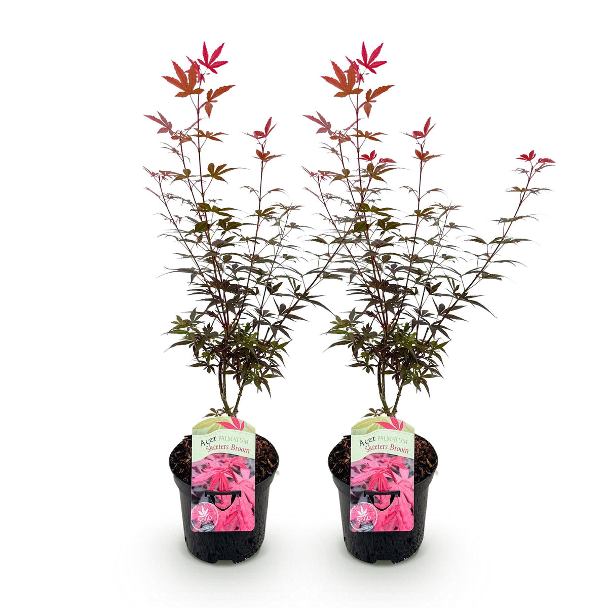 Acer palmatum 'Skeetsers Broom' (Japanischer Ahorn) – violett – 2 Pflanzen, Ø 19 cm, 70 cm hoch – Bild 2