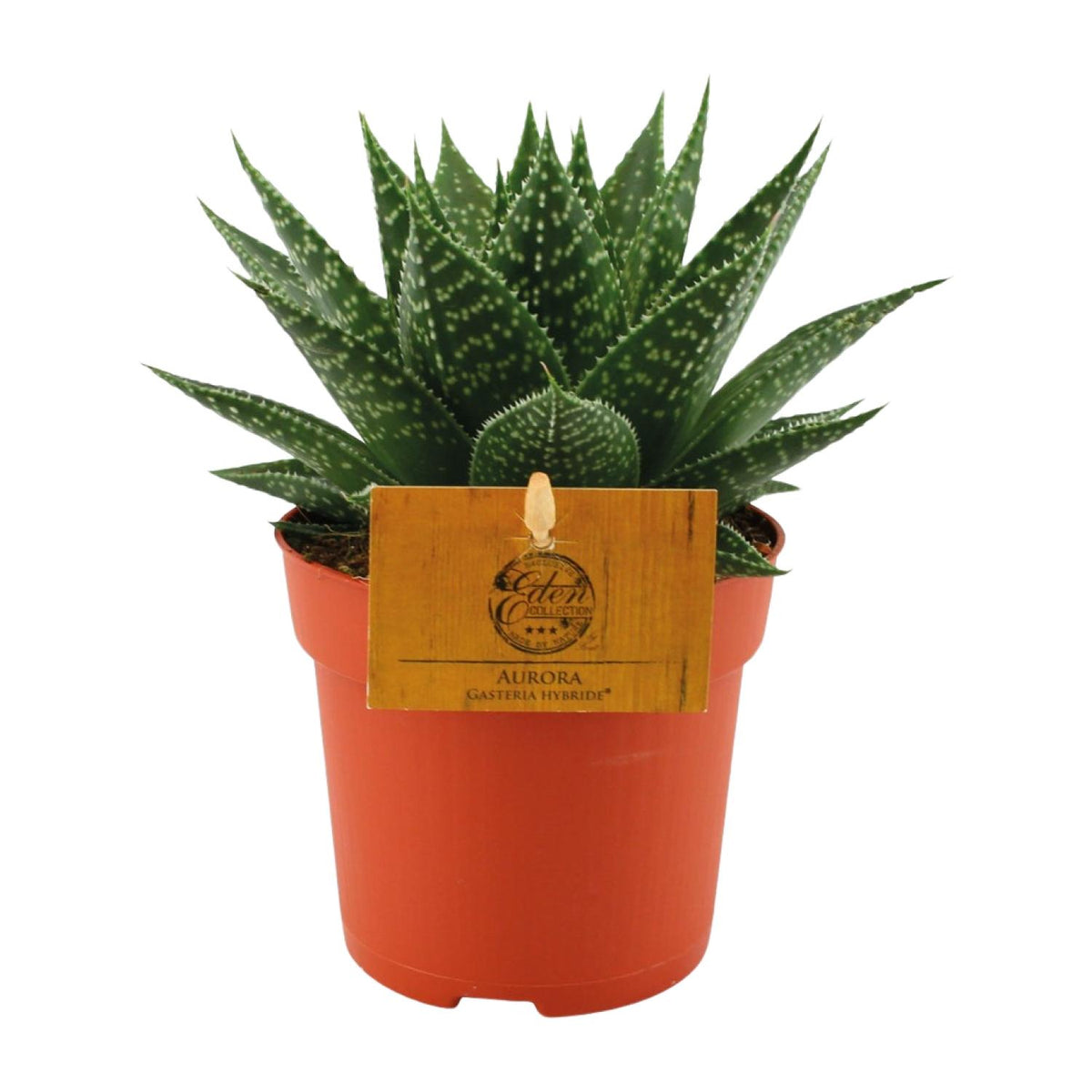 Gasteria Hybride Aurora (Haworthia) – Ø11 cm, 15 cm høj