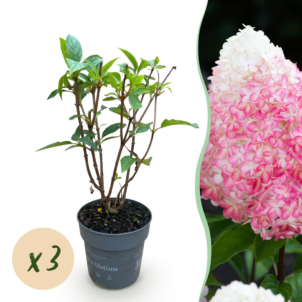 Hydrangea panniculata 'Living Pink & Rose' (pluimhortensia) – roze – 3 planten, Ø12 cm, 20–30 cm hoog