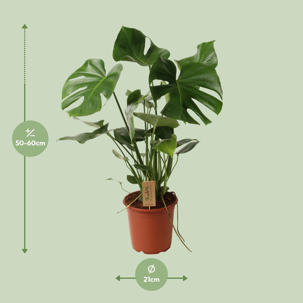 Monstera deliciosa (gatenplant) – Ø21 cm, 60 cm hoog