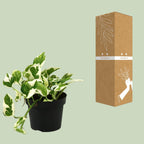 Epipremnum (scindapsus) – Ø12 cm, 15 cm de haut