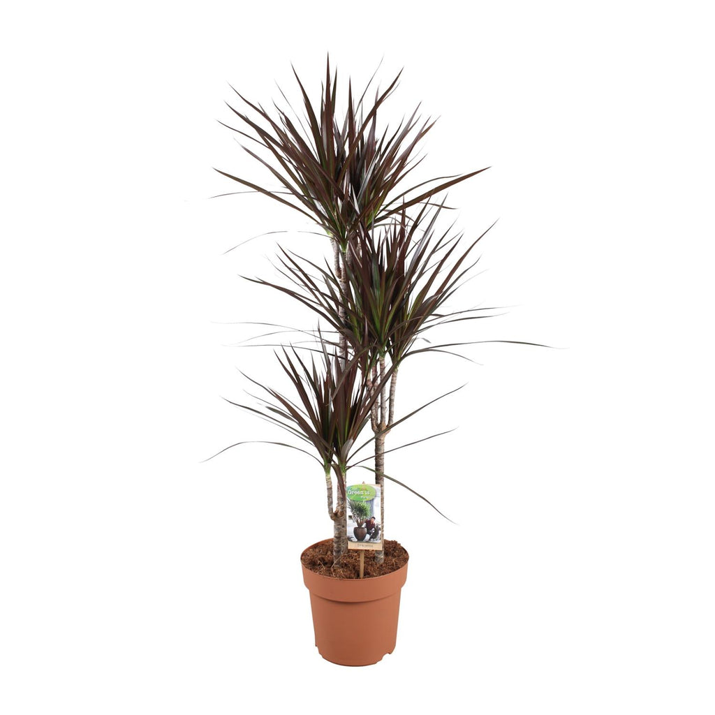 Dracaena Magenta (drakenboom) – Ø21 cm, 120 cm hoog