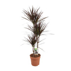Dracaena Magenta (drakenboom) – Ø21 cm, 120 cm hoog