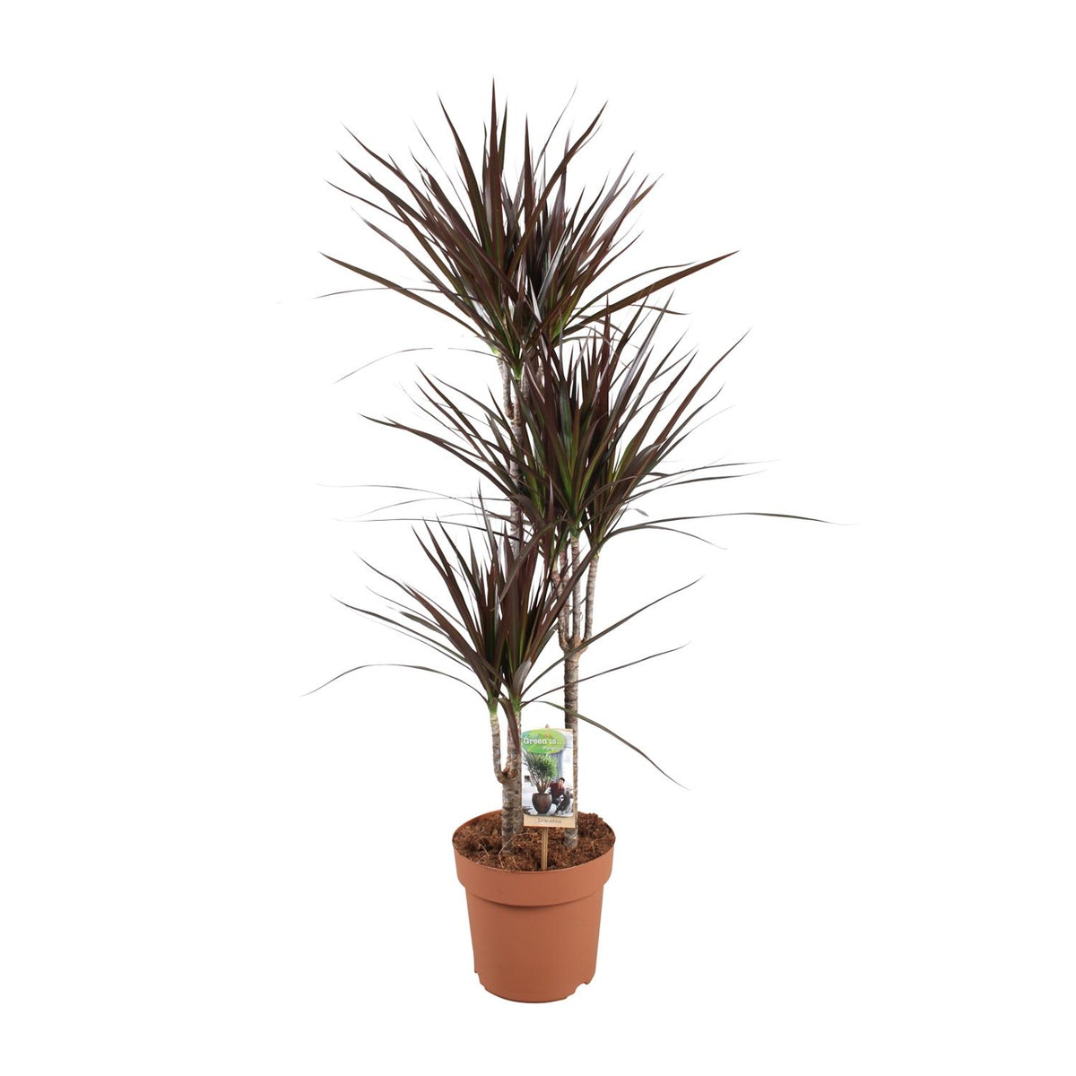 Dracaena Magenta (drakenboom) – Ø21 cm, 120 cm hoog