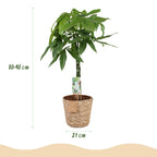 Pachira aquatica mit geflochtenem Stamm (Geldbaum) und Korb – Ø 21 cm, 80–90 cm hoch