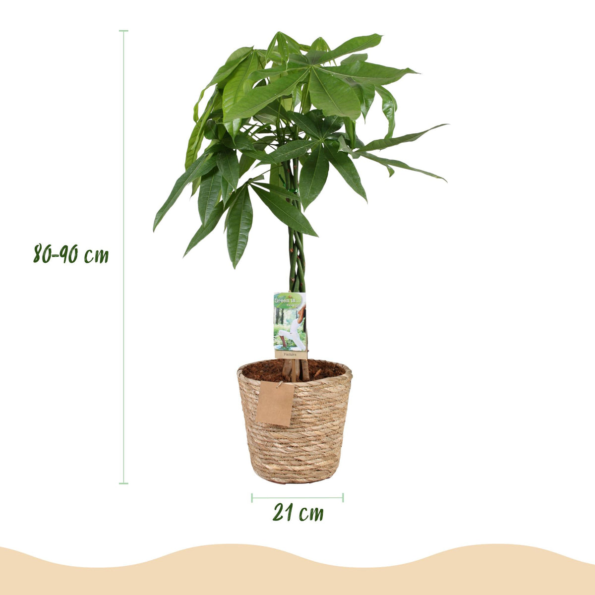 Pachira aquatica mit geflochtenem Stamm (Geldbaum) und Korb – Ø 21 cm, 80–90 cm hoch