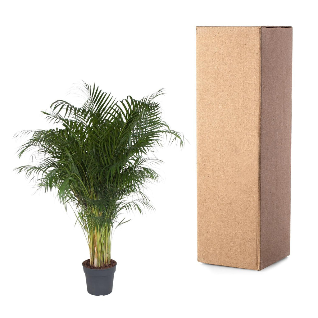 Dypsis lutescens (goudpalm) – Ø34 cm, 200 cm hoog