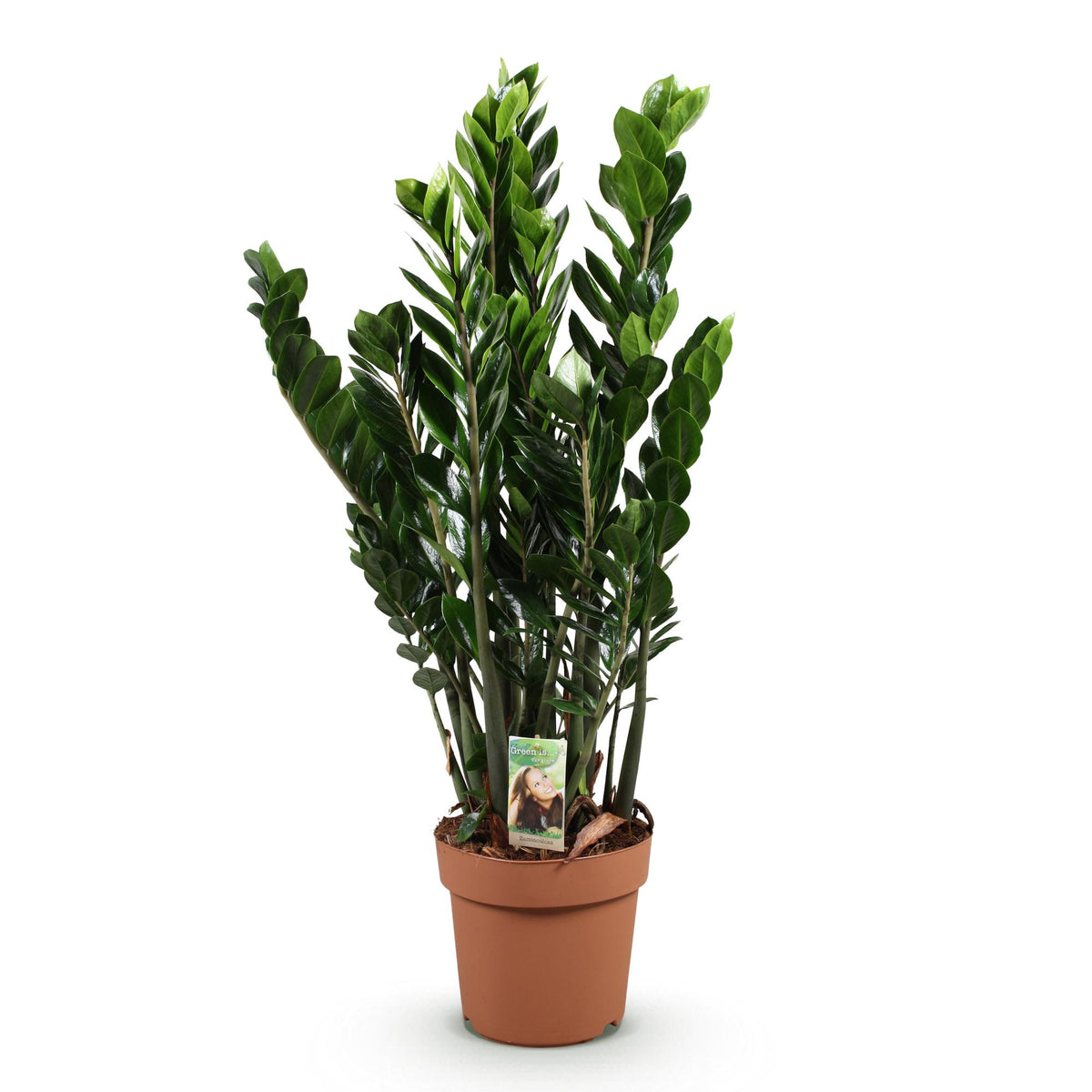 Zamioculcas (zz-plant) – Ø21 cm, 80–90 cm hoog