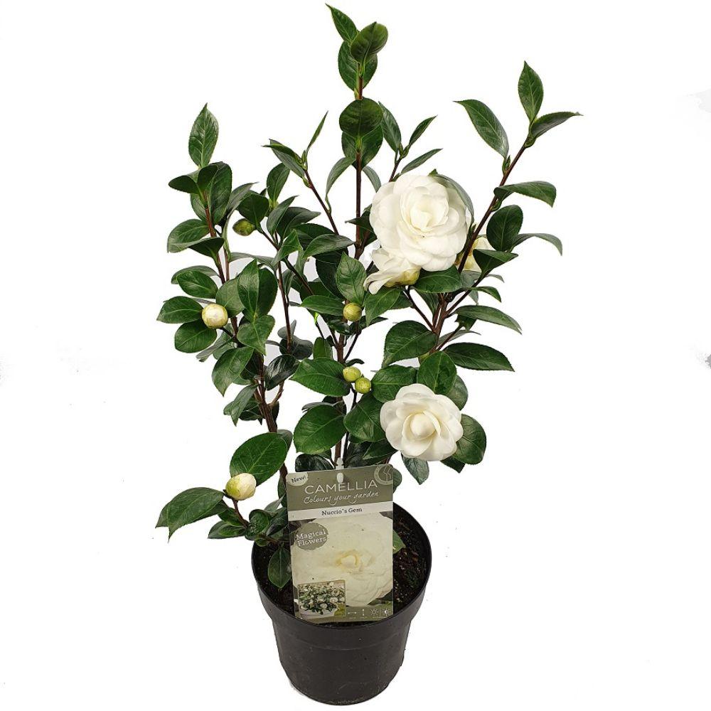 Camellia japonica 'Nuccio’s Gem' (camelia) – Ø19 cm, 65 cm hoog