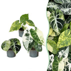 3× Baby Alocasia Tricolour Variegata (elefantøre) incl. Linnea Misty Blue – Ø6 cm, 5–15 cm høj