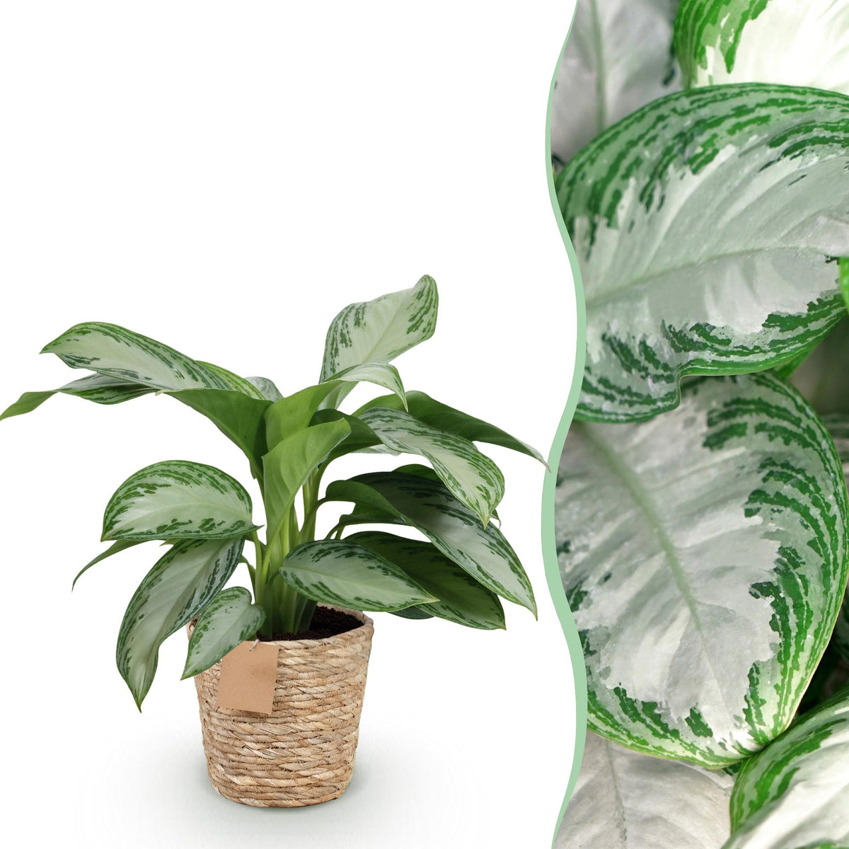 Aglaonema Silver Bay med kurv – Ø17 cm, 70–75 cm høj