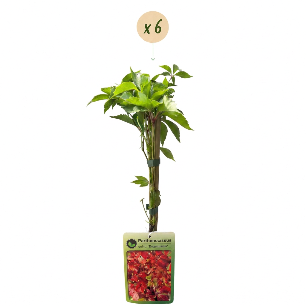 Parthenocissus quinquefolia 'Engelmannii' (Gewöhnlicher Wein) – gelb – 6 Pflanzen, Ø9 cm, 35 cm hoch – Bild 2