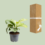 Calathea orbifolia – Ø12 cm, 25 cm hoog