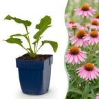 Echinacea purp. 'Magnus' (échinacée) – rose – 6 plantes, Ø11 cm, 15–25 cm de haut